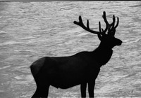 Elk